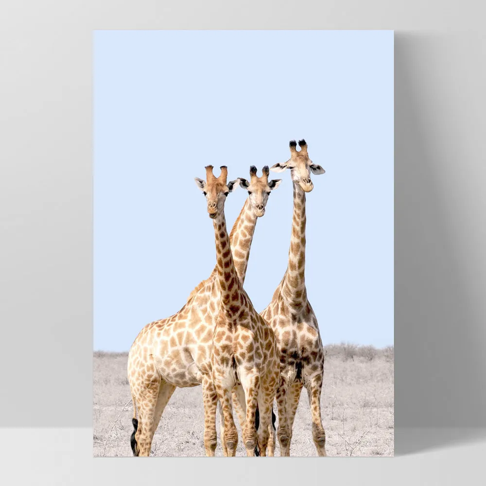 Giraffe Trio on Safari - Art Print