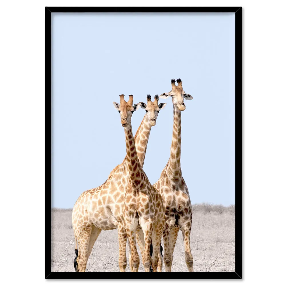 Giraffe Trio on Safari - Art Print