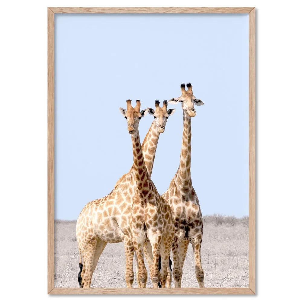 Giraffe Trio on Safari - Art Print